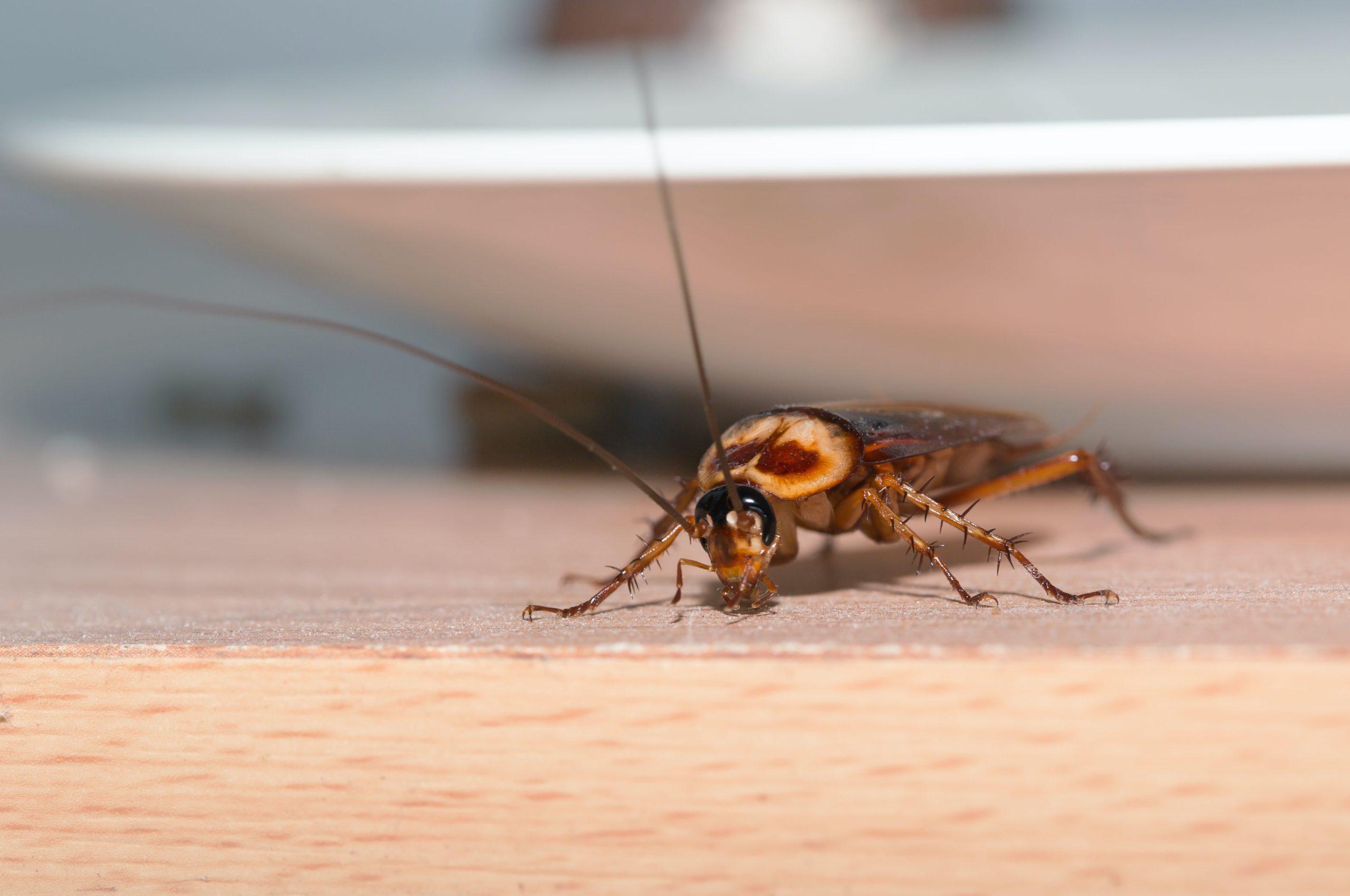 Read more about the article Everything You Should Know About Roaches and Allergies